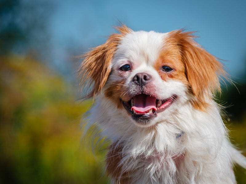 Polo Pekingese-x Available for Adoption Animatch