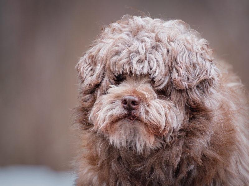 Poochy Pomeranian x Poodle Available for Adoption Animatch