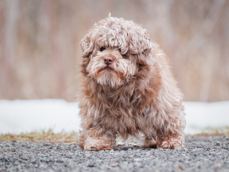 Animatch Poochy – Animatch.ca Dog Adoption