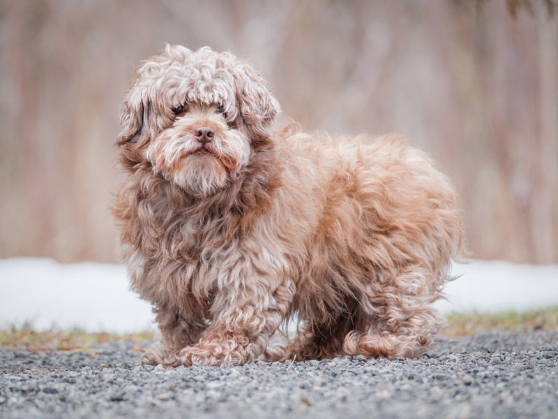 Animach Poochy – Animatch.ca Dog Adoption