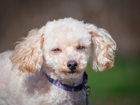 Poppy (26073) a Caniche nain Adopté on 14 May 2026