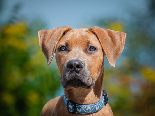Potter (25149) a Mixed breed Adopté on 23 September 2025