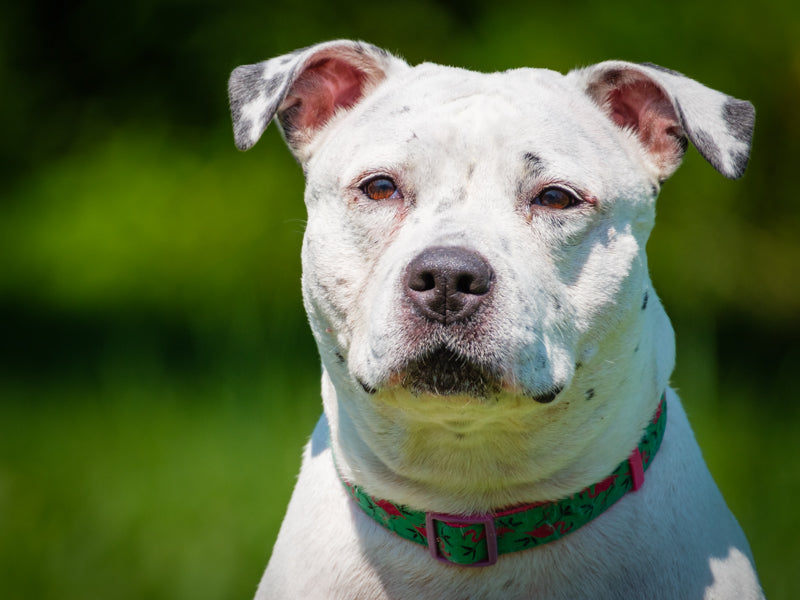 Precious Pitt Bull Available for Adoption Animatch