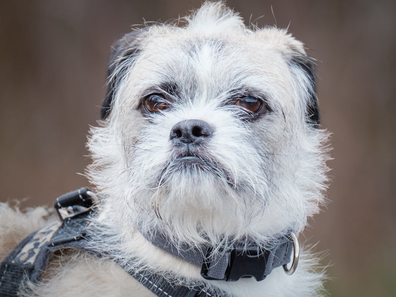 Prince Pug x Shih Tzu Available for Adoption Animatch