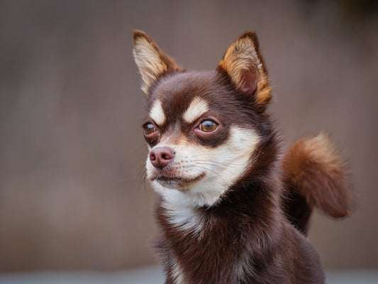 Prince (26040) a Chihuahua Adopté on  6 April 2026