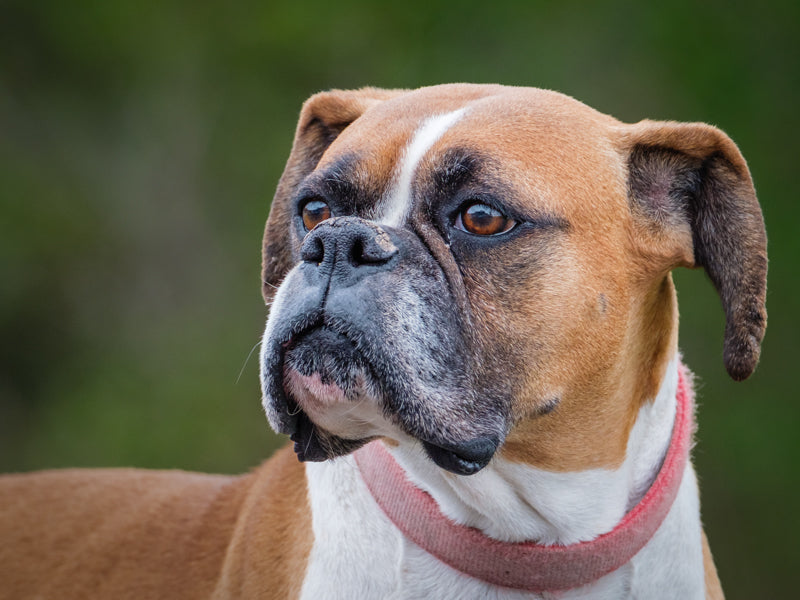 Prism Boxer Available for Adoption Animatch