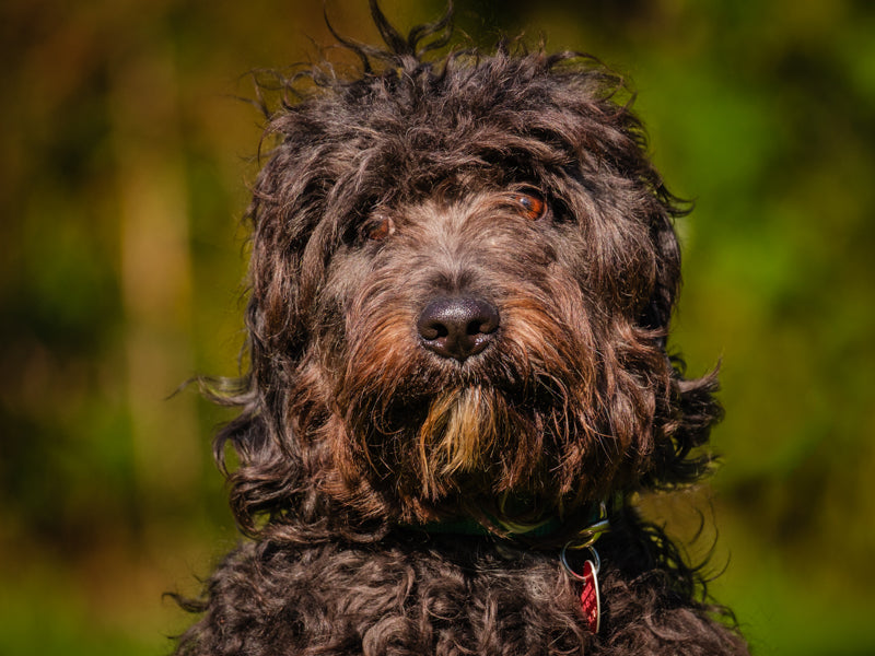 Pruneau Aussiedoodle Disponible pour adoption Animatch