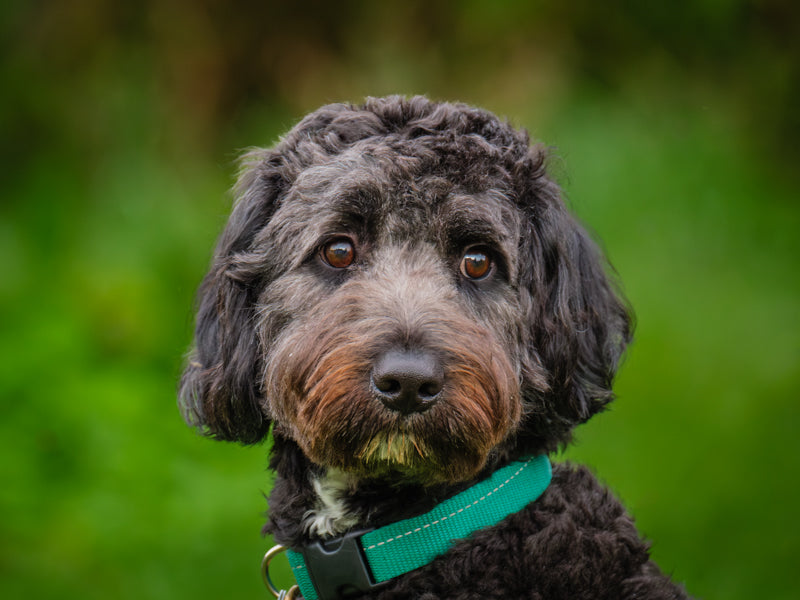 Pruneau Aussiedoodle Adopted Animatch