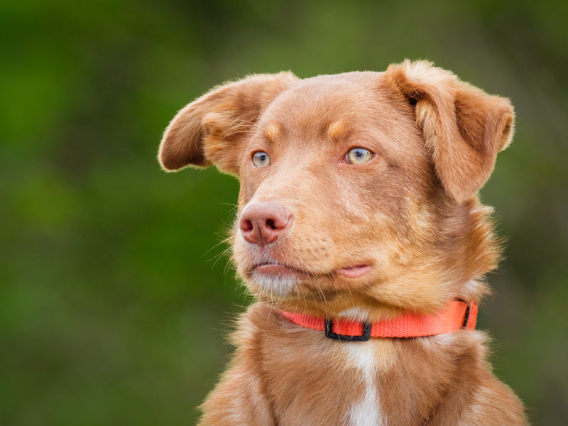Puma Border Collie-x Adopted Animatch