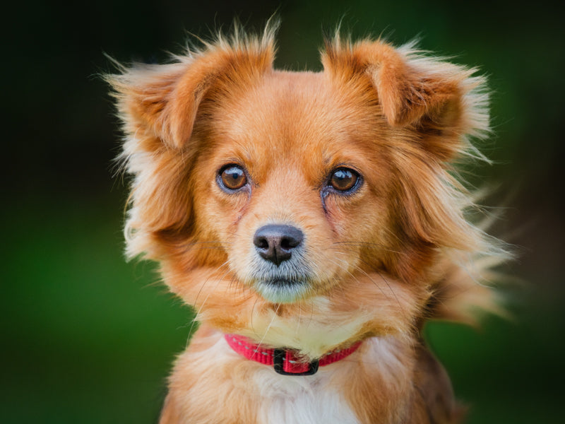 Pumpkin Papillon X Disponible pour adoption Animatch