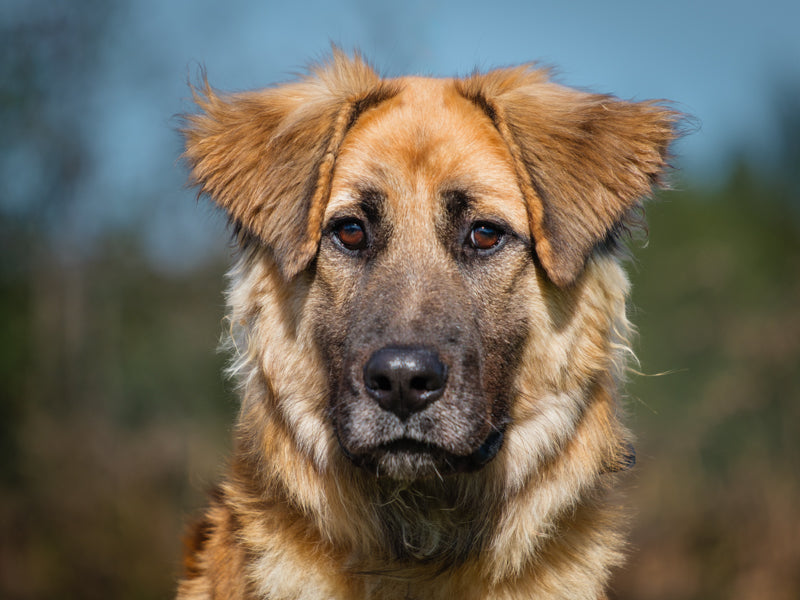 Pyper Lab x Retriever Available for Adoption Animatch