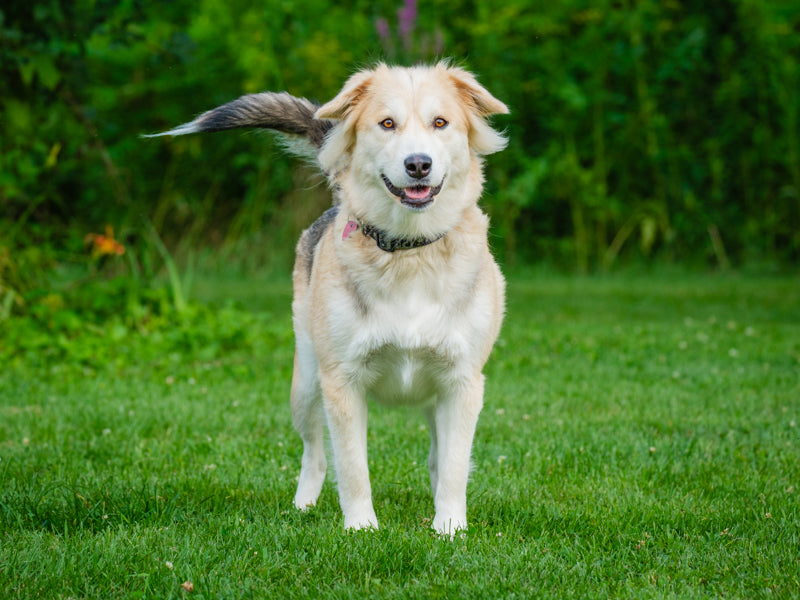 Raclette Husky-x Disponible pour adoption Animatch