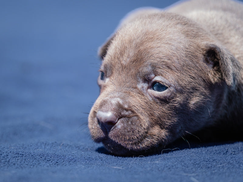 Rambler French Bulldog x Lab Available for Adoption Animatch