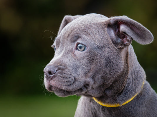 Rambler French Bulldog x Lab Available for Adoption Animatch