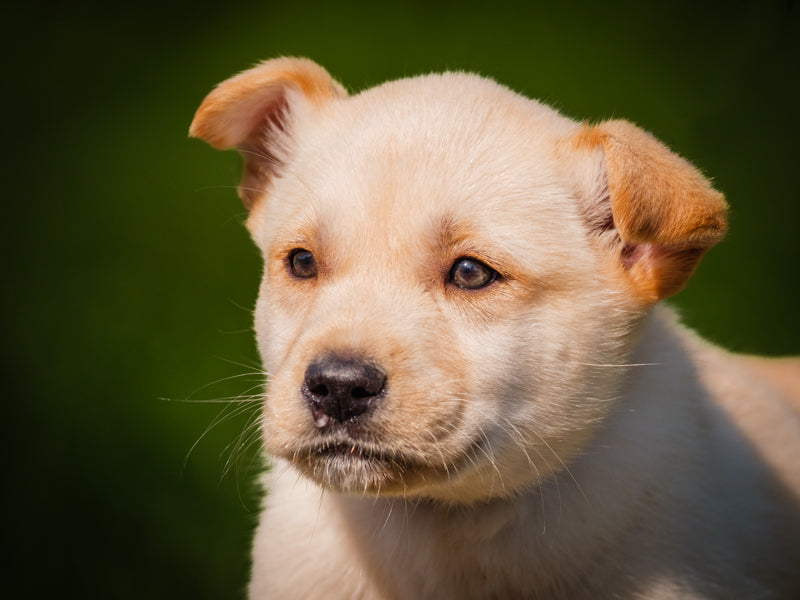 Rap Labrador-x Disponible pour adoption Animatch