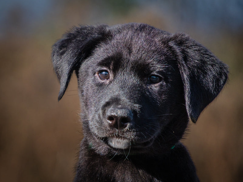 Raven Labrador Retriever Available for Adoption Animatch