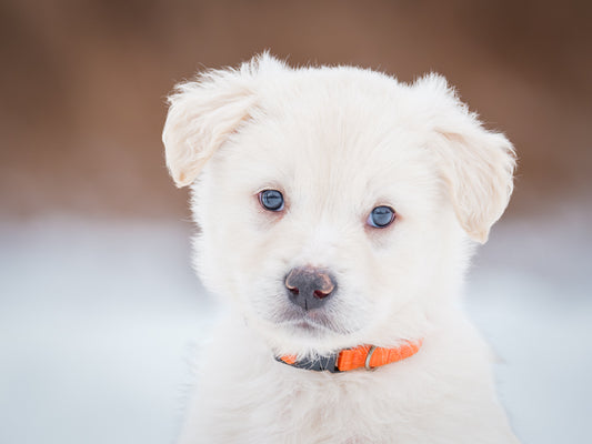 Rerun (24333) a Labrador-x Adopté on 15 February 2025