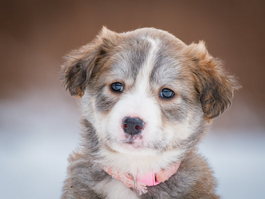 Redken (24342) a Labrador-x Adopté on 23 February 2025