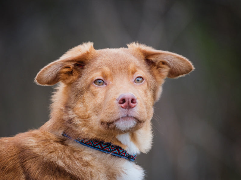 Reebok Australian Shepherd Adopted Animatch