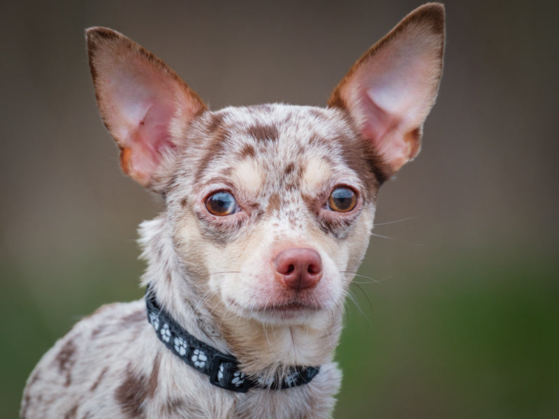 Ricky Chihuahua Available for Adoption Animatch