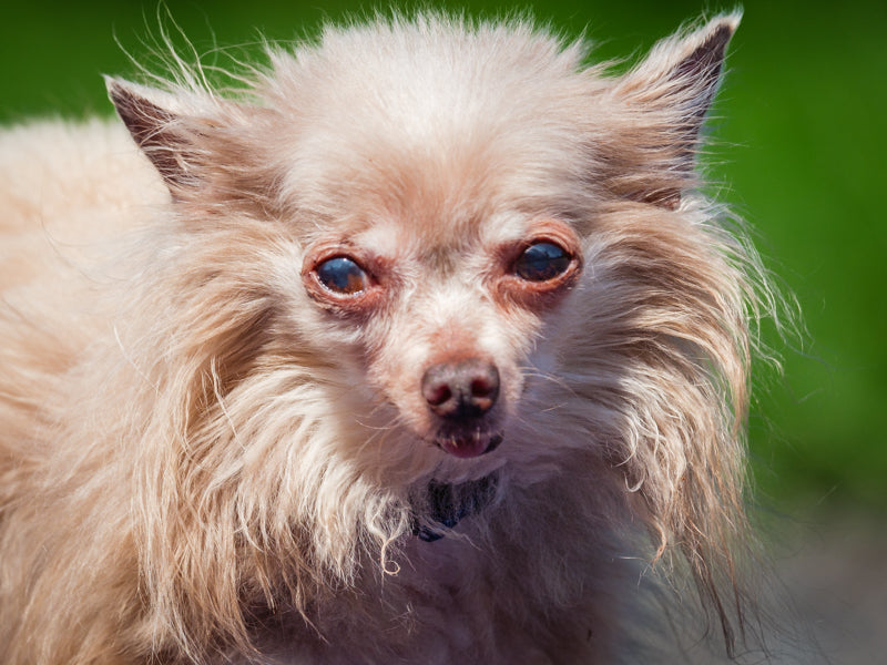 Rikki Long-haired Chihuahua Adopted Animatch