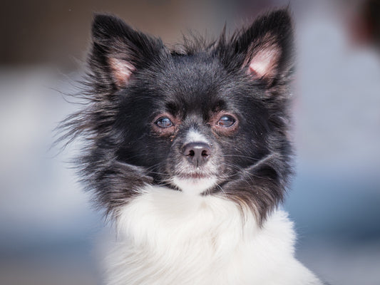 Rico (25018) a Pomeranian-x Adopté on 17 March 2025