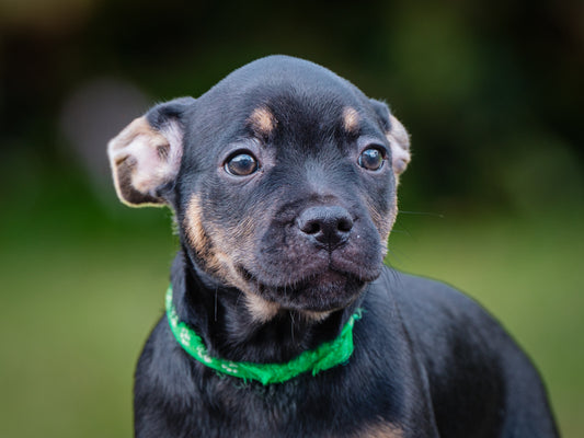 Rider French Bulldog x Lab Available for Adoption Animatch