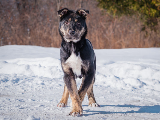 Roi (26010) a Berger croisé Mastiff Adopté on  9 February 2026
