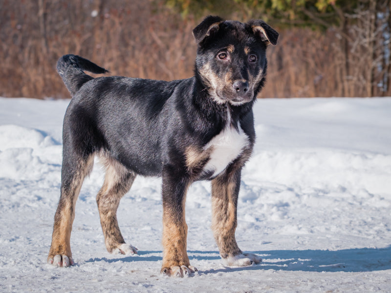 Roi – Animatch.ca Dog Adoption