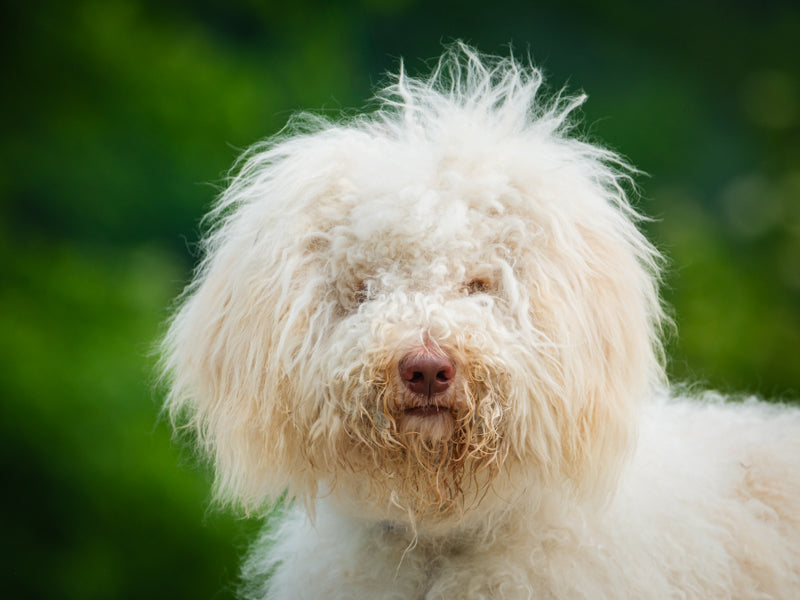 Romeo Standard Poodle Available for Adoption Animatch