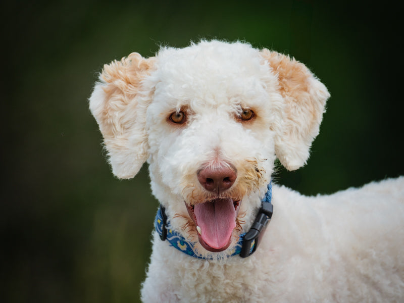Romeo Standard Poodle Available for Adoption Animatch