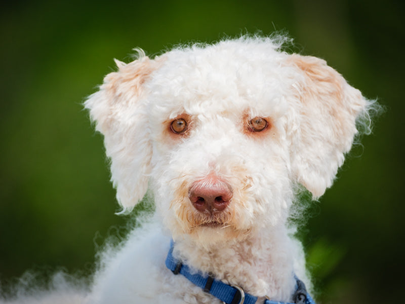 Romeo Standard Poodle Available for Adoption Animatch