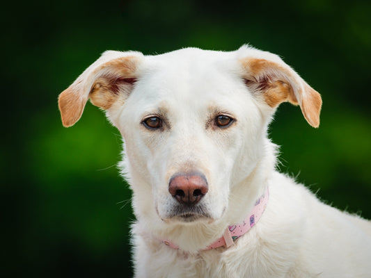 Rosie (25090) a Labrador-x Adopté on 16 June 2025