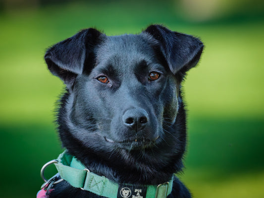 Rossy (24148) a Labrador-x Adopté on 10 August 2025