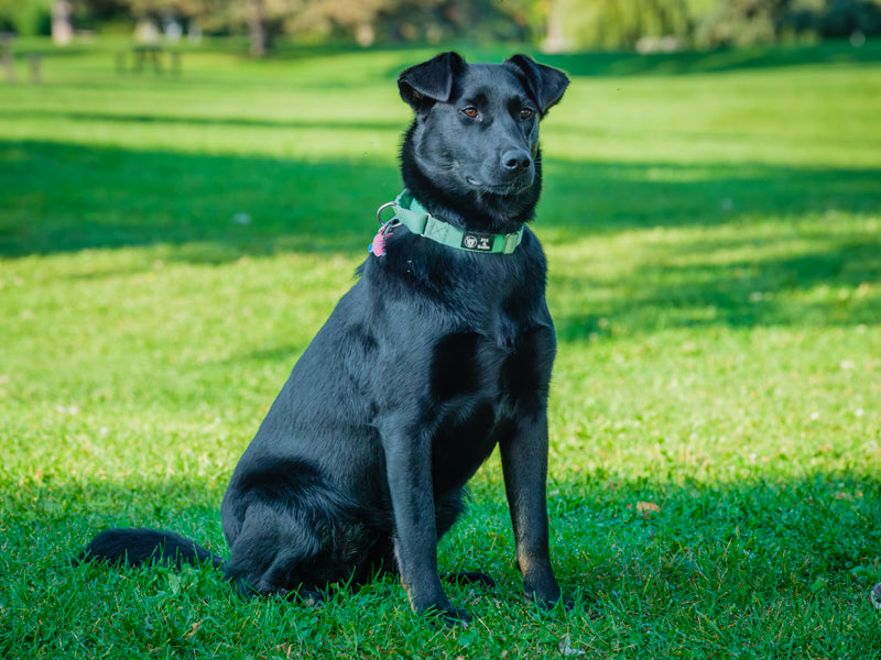 Animach Rossy – Animatch.ca Dog Adoption