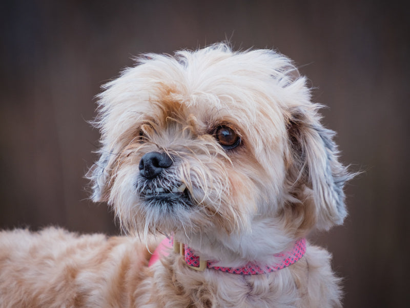 Ruby Yorkie-x Adopted Animatch