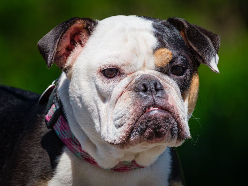 Rubis Ancien Bulldog Anglais Disponible pour adoption Animatch