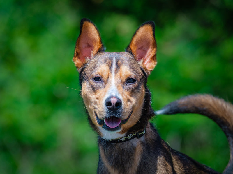 Rustik Shepherd-x Available for Adoption Animatch