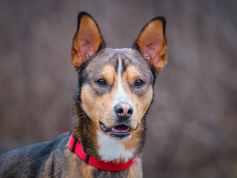 Rustik Shepherd-x Available for Adoption Animatch