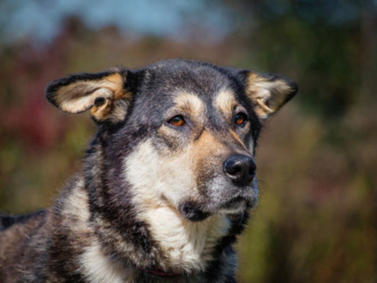Sagittarius (25194) a Berger x Husky Adopté on 30 November 2025
