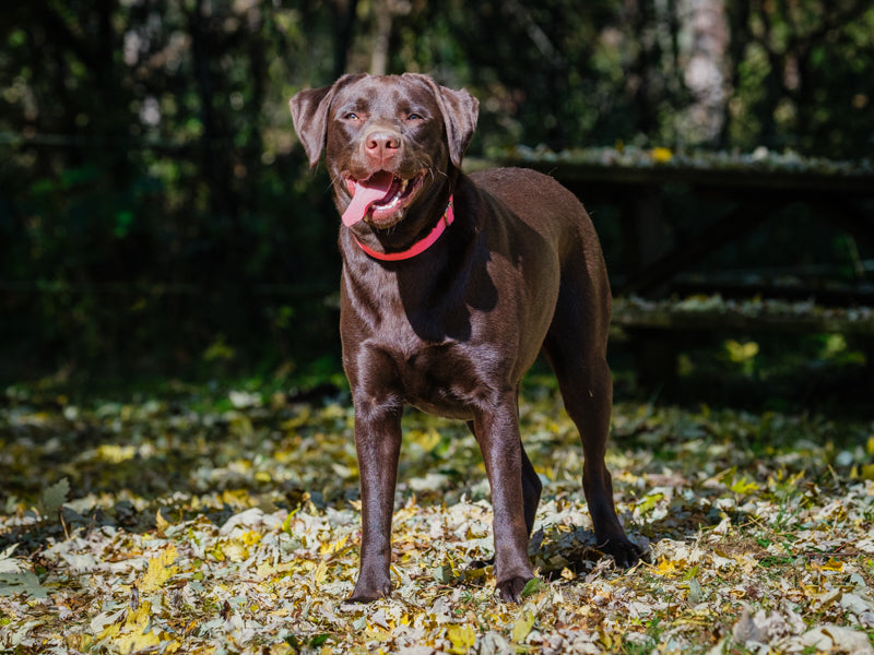 Saidye Chocolate Lab Available for Adoption Animatch