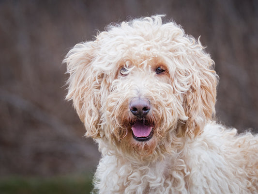 Sally (26055) a Goldendoodle Adopté on 10 May 2026
