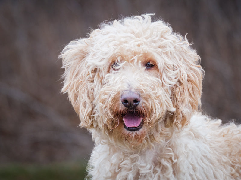 Sally Goldendoodle Adopted Animatch