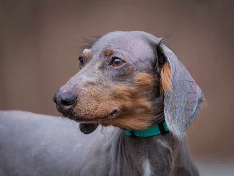 Salsa Dachshund Available for Adoption Animatch