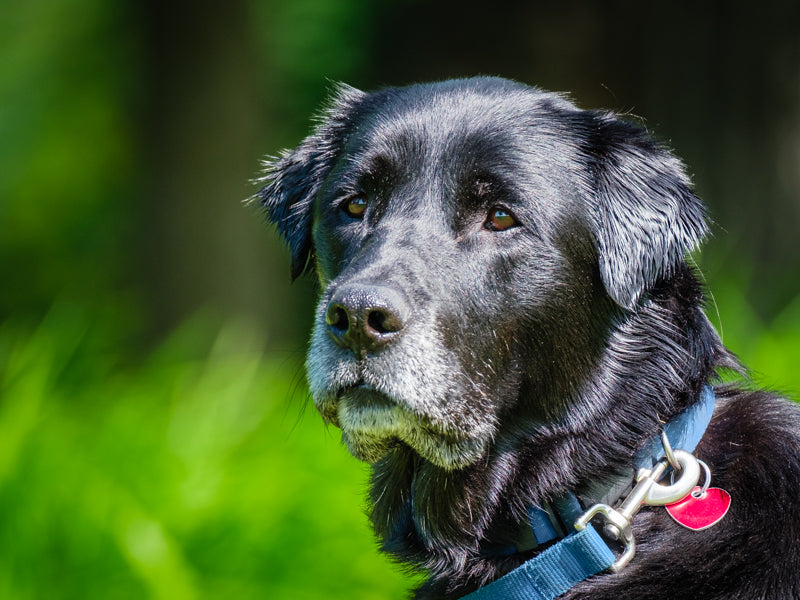 Sam Labrador Retriever Disponible pour adoption Animatch