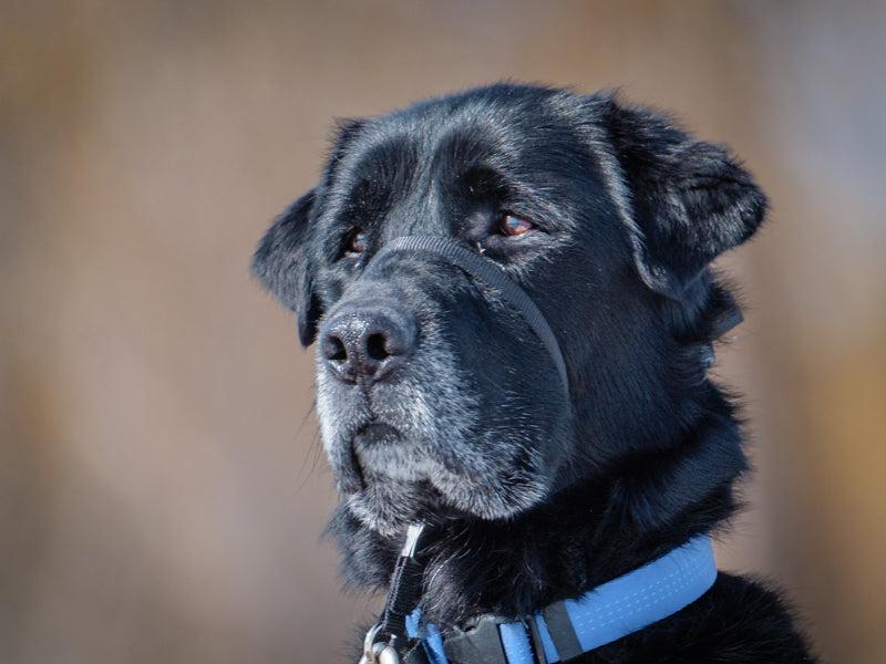 Sam Labrador Retriever Available for Adoption Animatch