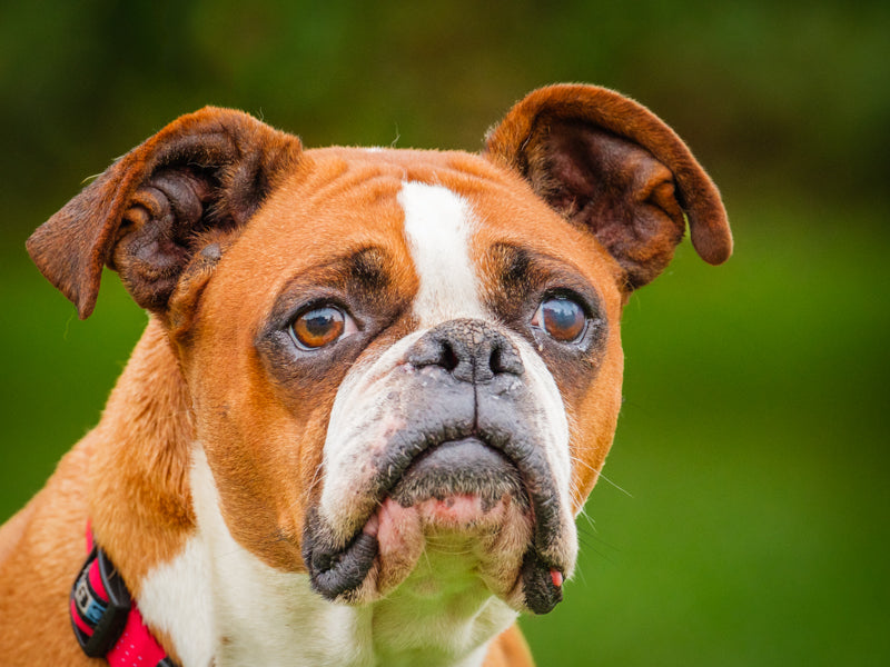 Scarlet Boxer Available for Adoption Animatch