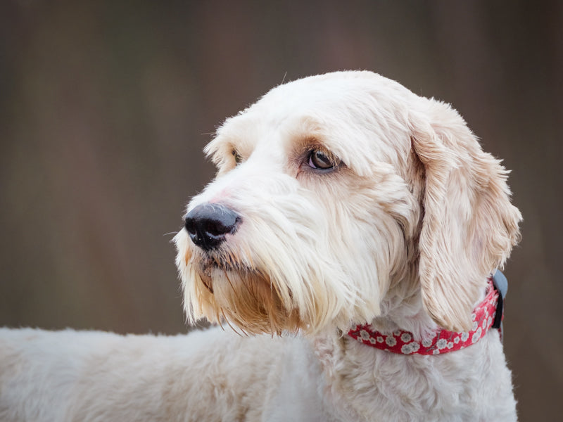 Scruff Cockapoo Available for Adoption Animatch