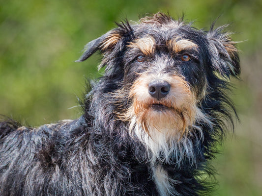 Scruffy (26105) a Mixed breed (Hawaii) Adopté on 25 June 2026