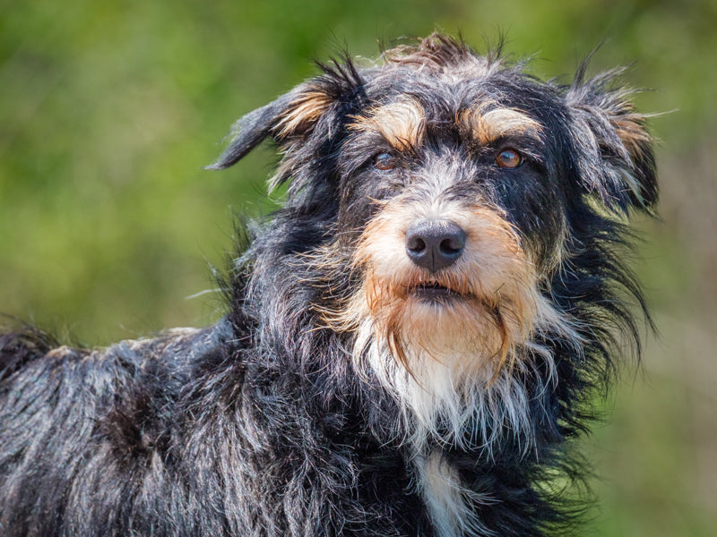 Scruffy Mixed breed (Hawaii) Adopted Animatch